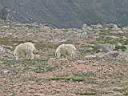 031_Mt_Evans.jpg